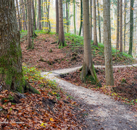 fileadmin/roha/images_galerie/wege/WEGE-TEIS-VERS-0013-D-roha-Weg-Teisendorf-Waldlehrpfad-Skulpturenweg-Wald-Herbst.png