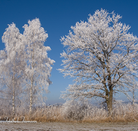 fileadmin/roha/images_galerie/Winter/WINT-ABTSD-0001-D-roha-Winter-Abtsdorfer-See-Ufer-Birke-Rauhreif.png