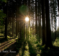 fileadmin/roha/images_galerie/stimmung-Sonne/BAUM-WALD-0005-D-roha-Baum-Wald-Fichte-Buche-Ainring.png