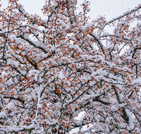 fileadmin/roha/images_galerie/Baum-natur-garten/Baeume/BAUM-WILD-APF-WI-0001-D-roha-Baum-Strauch-Wildapfel-Holzapfel-Malus-sylvestris-Winter-Schnee.png