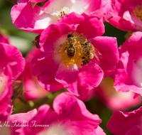 fileadmin/roha/images_galerie/Tiere/BL-HAUSG-ROSE-0037-D-roha-Blumen-Hausgarten-Heckenrose-Rose-Biene-Apis-Rosa-corymbifera.png