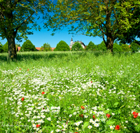 fileadmin/roha/images_galerie/kirche_religion/Palling-Kirchweidach-Tyrlaching/PALL-HARPF-0001-D-roha-Palling-Harpfetsham-Klostergut-Kapelle-Blumenwiese.png