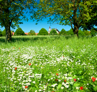 fileadmin/roha/images_galerie/kirche_religion/Palling-Kirchweidach-Tyrlaching/PALL-HARPF-0001-D-roha-Palling-Harpfetsham-Klostergut-Kapelle-Blumenwiese.png