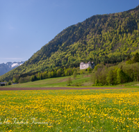 fileadmin/roha/images_galerie/orte_landschaft/Piding/PID-STAUFENECK-0018-D-roha-Piding-Staufeneck-Schloss-Fruehling-Blumenwiese.png