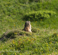 fileadmin/roha/images_galerie/Tiere/TIE-MURM-0007-D-roha-Tiere-Murmeltier-Blumenwiese-Funtensee.png