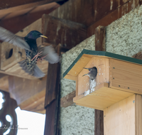 fileadmin/roha/images_galerie/Tiere/Vogel/TIE-VOEG-STAR-0011-20-D-roha-Tiere-Vogel-Star-Sturnus-vulgaris-Junges.png