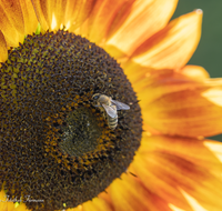 fileadmin/roha/images_galerie/Baum-natur-garten/Blumengarten-Blumen/BL-HAUSG-SONNEBL-0033-04-D-roha-Blumen-Hausgarten-Sonnenblume-Biene-Apis-mellifera.png