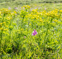 fileadmin/roha/images_galerie/Baum-natur-garten/Natur-Wildblumen-Landschaft/BL-WIESE-BINDA-0002-D-roha-Berg-Blumenwiese-Bindalm-Nationalpark.png