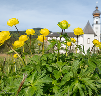 fileadmin/roha/Interessantes-in-Kurzform/ab-4-2021/AN-HOE-0085-01-7-20-D-roha-Anger-Hoeglwoerth-Biotop-Trollius-europaeus.png