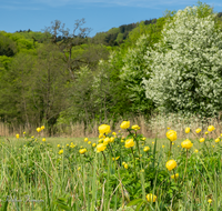 fileadmin/roha/images_galerie/Baum-natur-garten/Natur-Wildblumen-Landschaft/AN-HOE-0085-01-7-24-D-roha-Anger-Hoeglwoerth-Biotop-Trollius-europaeus.png