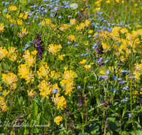 fileadmin/roha/images_galerie/Baum-natur-garten/Natur-Wildblumen-Landschaft/BL-WIESE-FUNT-0002-D-roha-Berg-Blumenwiese-Funtensee-Nationalpark.png