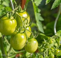 fileadmin/roha/images_galerie/Baum-natur-garten/Gemuese-Garten-Kraeuter-neu/GAR-GEM-TOM-0021-D-roha-Garten-Gemuese-Tomaten.png