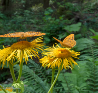 fileadmin/roha/images_galerie/Tiere/Insekten/TIE-SCHMETT-KAIS-0045-D-roha-Tier-Schmetterling-Kaisermantel-Argynnis-paphia.png