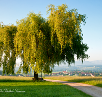 fileadmin/roha/images_galerie/orte_landschaft/Waging/WAG-SEE-TETT-0010-D-roha-Waginger-See-Tachinger-See-Tettenhausen-Baum-Weide-Feldweg.png