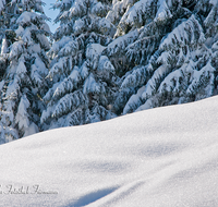 fileadmin/roha/images_galerie/Winter/WINT-TEI-STOI-0004-D-roha-Winter-Schnee-Tanne-Fichte-Teisenberg-Teisendorf.png