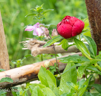 fileadmin/roha/images_galerie/Baum-natur-garten/Blumengarten-Blumen/BL-HAUSG-PFI-0036-D-roha-Blumen-Hausgarten-Pfingstrose-Paeoniaceae-Schwemmholz.png