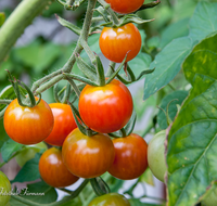 fileadmin/roha/images_galerie/Baum-natur-garten/Gemuese-Garten-Kraeuter-neu/GAR-GEM-TOM-0018-D-roha-Garten-Gemuese-Tomaten.png