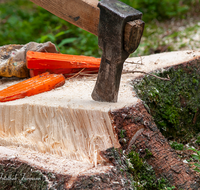 fileadmin/roha/images_galerie/Landwirtschaft/Forst-Holzknecht/HOLZKNE-0004-2018-1348-01-D-roha-Holzknecht-Teisenberg-Baum-Fichte.png