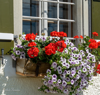 fileadmin/roha/images_galerie/Baum-natur-garten/Haus-Blumenschmuck-Deko/LANDA-FENST-BERG-BLUM-0005-D-roha-Landart-Fenster-Blumenschmuck.png