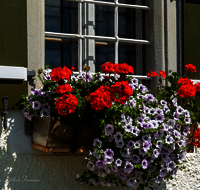 fileadmin/roha/images_galerie/Baum-natur-garten/Haus-Blumenschmuck-Deko/LANDA-FENST-BERG-BLUM-0005-D-roha-Landart-Fenster-Blumenschmuck.png