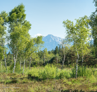 fileadmin/roha/images_galerie/orte_landschaft/Petting/Schoenramer-Moor/PE-SCHOENR-MOOR-0061-0-02-D-roha-Petting-Schoenramer-Moor-Birke-Hochstaufen-Zwiesel.png