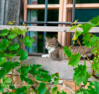 fileadmin/roha/images_galerie/Tiere/TIE-KATZ-0004-D-roha-Tiere-Katze-Fenster-Wein-Staude.png