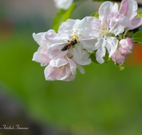 fileadmin/roha/images_galerie/Baum-natur-garten/Baeume/BAUM-APFEL-BLUE-0021-D-roha-Baum-Apfel-Bluete-Biene-Insekt.png