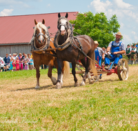 fileadmin/roha/images_galerie/brauchtum/Leonhardiritt/Holzhausen_01/Kaltblutfest/BR-PFRI-HOLZ-KALTBL-0001-10-D-roha-Brauchtum-Kaltblut-Pferd-Fest-Arbeit-Holzhausen-Maehwerk.png