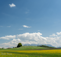 fileadmin/roha/images_galerie/orte_landschaft/Haarmoos/HAARM-0056-D-roha-Haarmoos-Fruehling.png