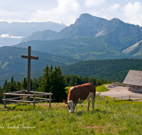 fileadmin/roha/images_galerie/orte_landschaft/Stoisser-Alm/TEI-STO-KUH-0015-D-roha-Teisendorf-Anger-Stoisser-Alm-Gipfelkreuz-Kuh-Untersberg-Hochstaufen.png