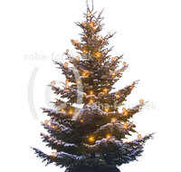 fileadmin/roha/images_galerie/Clipart/BAD-REI-KURGAZE-0010-D-F-roha-Bad-Reichenhall-Kurgastzentrum-Weihnachten-Schnee-Christbaum_Kopie.jpg