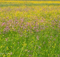 fileadmin/roha/images_galerie/Baum-natur-garten/Natur-Wildblumen-Landschaft/BL-WIESE-HAARM-0001-D-roha-Blumenwiese-Haarmoos-Laufen-Saaldorf-Abtsdorf.png