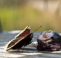 fileadmin/roha/images_galerie/Tiere/TIE-SCHMETT-TRAU-0003-D-roha-Tier-Schmetterling-Trauermantel-Insekt.png