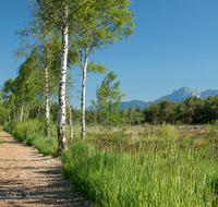 fileadmin/roha/images_galerie/wege/WEGE-SCHOEN-MOOR-0002-06-D-roha-Weg-Schoenramer-Moor-Wandern.png