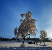 fileadmin/roha/images_galerie/orte_landschaft/Abtsdorf-Abtsdorfer-See/ABTS-WI-0006-D-roha-Abtsdorf-Winter-Baum-Haarmoos.png