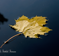 fileadmin/roha/images_galerie/Baum-natur-garten/Baeume/BAUM-AHORN-BL-0003-D-roha-Baum-Ahorn-Blatt-Herbst-Wasser.png