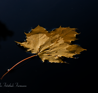 fileadmin/roha/images_galerie/Baum-natur-garten/Baeume/BAUM-AHORN-BL-0003-D-roha-Baum-Ahorn-Blatt-Herbst-Wasser.png