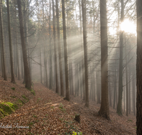 fileadmin/roha/images_galerie/Baum-natur-garten/Baeume/BAUM-WALD-0001-04-D-roha-Baum-Wald-Fichte-Sonne-Herbst-Weg.png