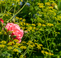 fileadmin/roha/images_galerie/Baum-natur-garten/Blumengarten-Blumen/BL-HAUSG-ROSE-0006-0-04-D-roha-Blumen-Rose-Pastinake.png