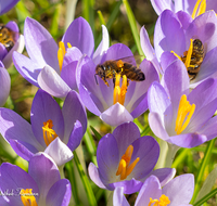 fileadmin/roha/images_galerie/Baum-natur-garten/Blumengarten-Blumen/BL-KROK-0014-8958-D-roha-Blumen-Krokus-Fruehling-lila-Biene-Apis-mellifera-crocus-Anthophila.png