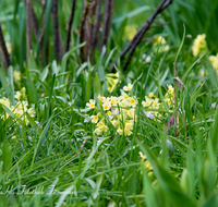 fileadmin/roha/images_galerie/Baum-natur-garten/Natur-Wildblumen-Landschaft/BL-SCHLUESS-0007-D-roha-Blumen-Schluesselblume-gelb-Fruehling.png