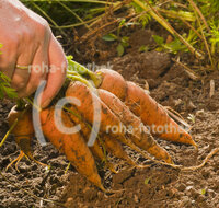 fileadmin/roha/images_galerie/Baum-natur-garten/Gemuese-Garten-Kraeuter-neu/GAR-GEM-MOEH-0005-D-roha-Garten-Beet-Gemuese-Moehren-Gelbe-Rueben-Hand-Ernte.jpg