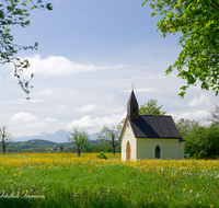 fileadmin/roha/images_galerie/kirche_religion/Fridolfing/KKKM-FRID-PIET-0002-D-roha-Kapelle-Fridolfing-Pietling-Fruehling-Blumenwiese.png