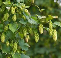 fileadmin/roha/images_galerie/Landwirtschaft/LANDW-HOPF-0019-D-roha-Landwirtschaft-Hopfen-Pflanze-Dolde-Bier.png