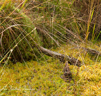 fileadmin/roha/images_galerie/orte_landschaft/Petting/Schoenramer-Moor/PE-SCHOENR-MOOR-0020-16-D-roha-Petting-Schoenramer-Moor-Herbst-Totholz.png