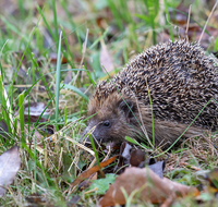 fileadmin/roha/images_galerie/Tiere/TIE-IGEL-0001-20-D-roha-Tiere-Igel-Erinaceidae.png