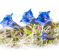 fileadmin/roha/images_galerie/Clipart/BL-BERG-ENZ-0007-D-roha-Blumen-Gebirge-Enzian-Gentiana-clusii-Oelfarbe-A_Kopie.jpg