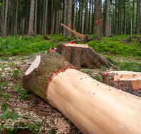 fileadmin/roha/images_galerie/Landwirtschaft/Forst-Holzknecht/HOLZKNE-0004-2018-1354-03-D-roha-Holzknecht-Teisenberg-Baum-Fichte-Schimpern-entrinden.png