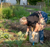 fileadmin/roha/images_galerie/Baum-natur-garten/Garten-Arbeit/MEN-GART-BEET-0004-D-roha-Menschen-Garten-Arbeit-Frau-jaeten-Beet-Gemuese.png