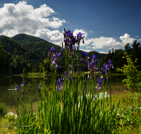 fileadmin/roha/images_galerie/Baum-natur-garten/Natur-Wildblumen-Landschaft/REIT-IM-WI-WEITS-0020-D-roha-Reit-im-Winkl-Weitsee-Wasser-See-Iris.png